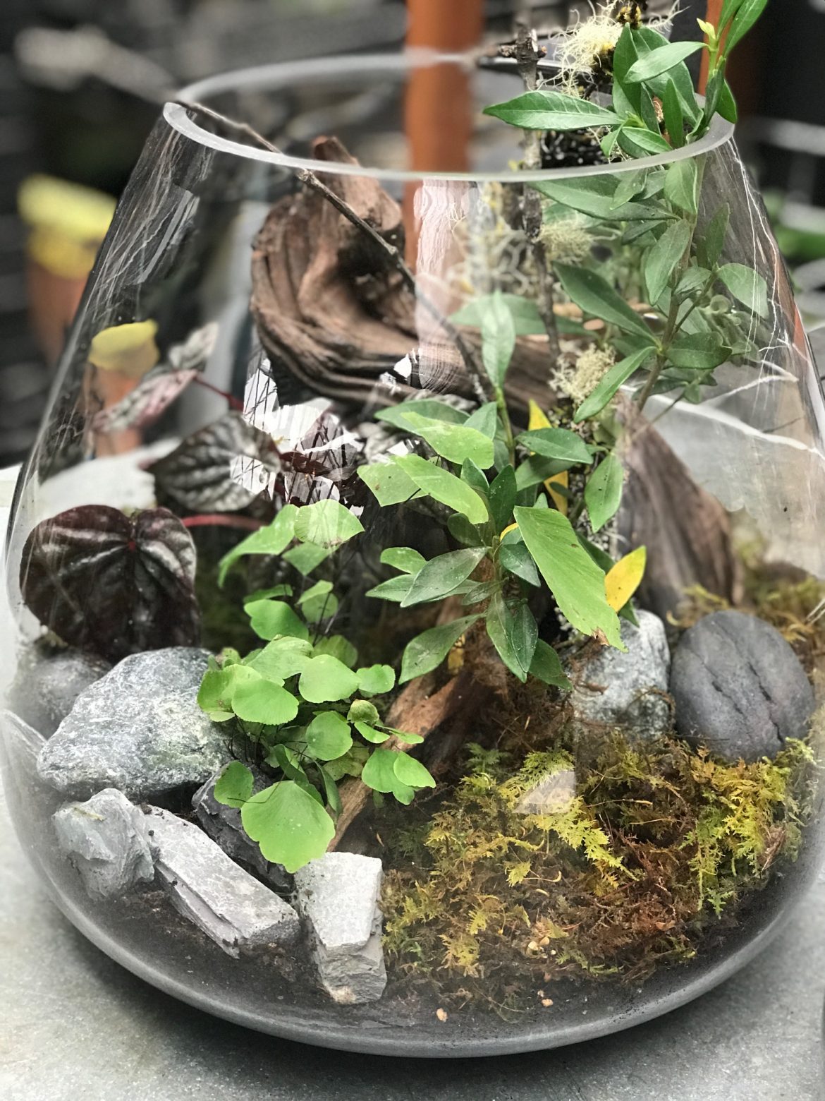 Terrariums Petals & Paper